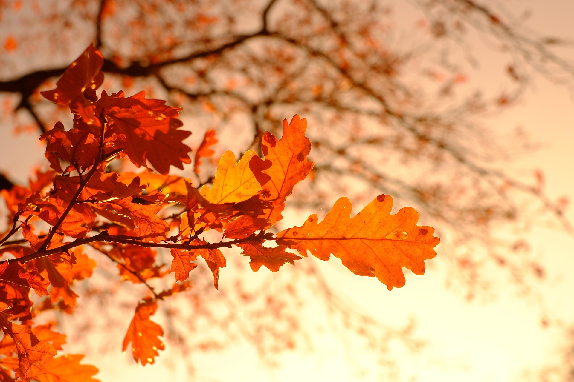 Autumn