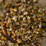 Chamomile