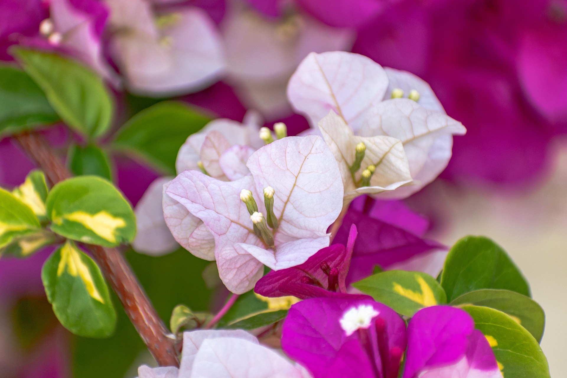 Spring